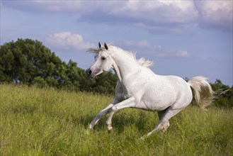 Thoroughbred Arabian grey stallion galloping through the high grass