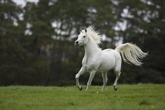 Thoroughbred Arabian grey stallion galloping on the autumn meadow