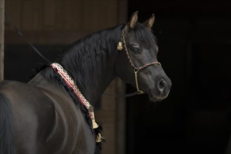 Thoroughbred Arabian stallion black with decorative bridle
