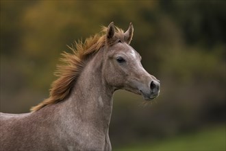 Young thoroughbred Arabian stallion in autumn