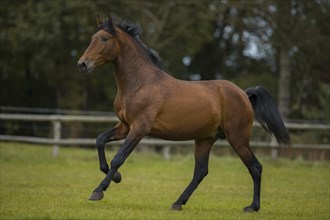 Brown P.R.E. stallion at a gallop over the paddock