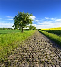 Old cobbled street lined with apple trees through green corn fields and flowering rape fields under a blue sky in spring