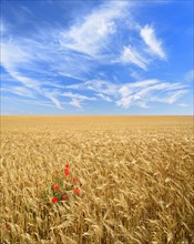 Endless barley field with corn poppy under a blue sky with veil clouds