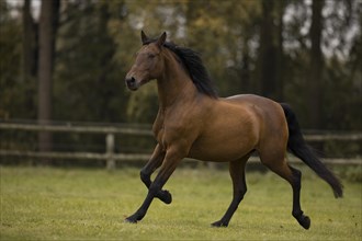 Brown P.R.E. gelding trotting over the pasture in autumn