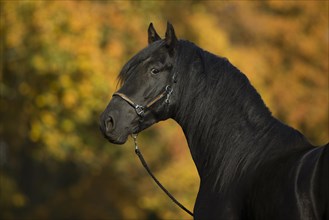 P.R.E. Stallion black in portrait in autumn