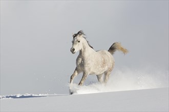 Thoroughbred Arabian mare grey in snow