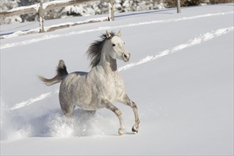 Thoroughbred Arabian mare grey in snow