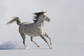 Thoroughbred Arabian mare grey in snow