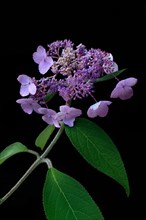 Flower of a Hydrangea (Hydrangea)