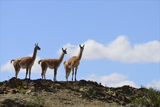 Three Guanacos (Llama guanicoe) keep watch