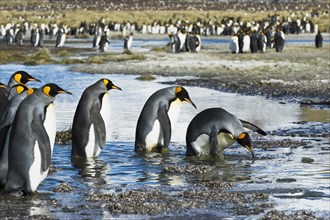 Group of King Penguins (Aptenodytes patagonicus) crossing a stream