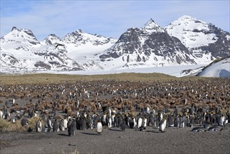 King Penguin Colony (Aptenodytes patagonicus) and snow covered mountains