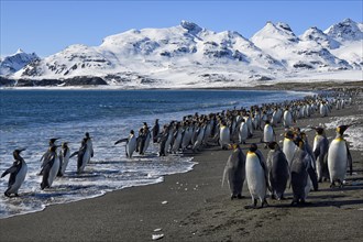King Penguins (Aptenodytes patagonicus) at the beach