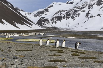 King Penguins (Aptenodytes patagonicus) in the plain of Right Whale Bay