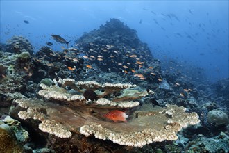 Underwater landscape with multi-level Acropora table coral (Acropora sp.)