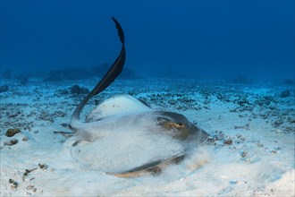 Cowtail stingray (Pastinachus sephen) strikes with tail and starts from the sandy bottom