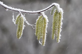 Hazel kittens covered with hoarfrost and snow (Corylus)