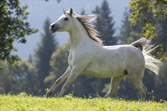 Thoroughbred Arabian mare grey in summer on the meadow