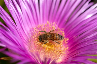Wild bee (Apoidea) pollinating midday flower (Delosperma sutherlandii)
