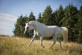 Elegant Thoroughbred Arabian grey stallion on the summer pasture in trot