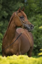 Portrait of a thoroughbred Arabian chestnut mare