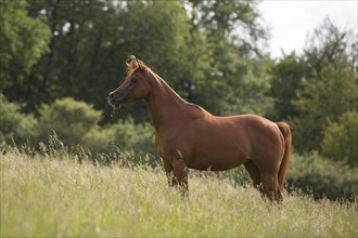 Thoroughbred Arabian chestnut mare standing in high grass