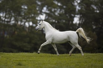 Thoroughbred Arabian grey stallion trotting on the autumn meadow