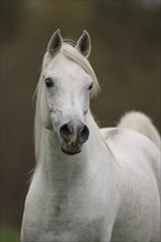 Thoroughbred Arabian grey stallion in autumn