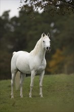 Thoroughbred Arabian grey stallion Statue on the autumn pasture