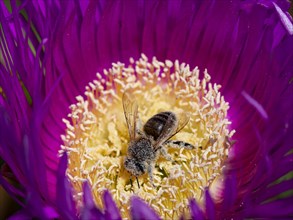 Bee (Apiformes) pollinating midday flower (Delosperma sutherlandii)