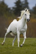 Thoroughbred Arabian grey stallion rollicking on the autumn meadow