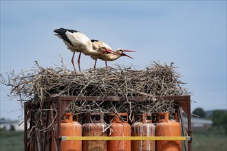 White storks (Ciconia ciconia) on explosive nest
