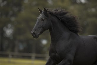 P.R.E. black horse in portrait in motion in autumn