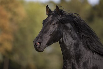 P.R.E. Stallion black stallion in motion portrait