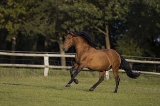 Brown P.R.E. gelding galloping in autumn