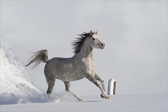 Thoroughbred Arabian mare grey in snow