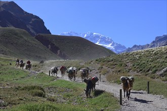 Three riders on mules with pack animals