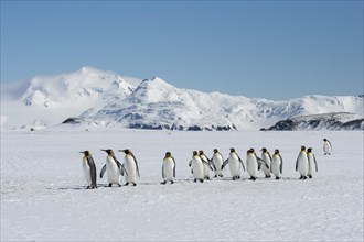 Group of King Penguins (Aptenodytes patagonicus) walking on snow covered Salisbury Plain