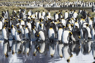Group of King Penguins (Aptenodytes patagonicus) reflecting in water