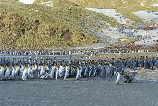 Young Fur seal (Arctocephalus gazella) and King penguins in a colony (Aptenodytes patagonicus)