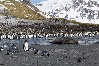 King Penguins (Aptenodytes patagonicus) surrounding a sleeping Southern Elephant Seal (Mirounga leonina)