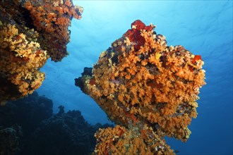 Towering coral block