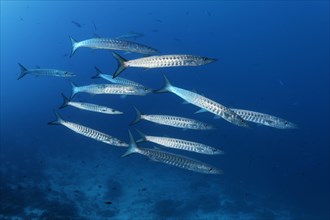 Swarm Blackfin barracudas (Sphyraena qenie)