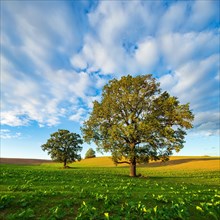 Field with Rape (Brassica napus) Winter seed