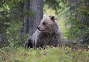 Brown bear (Ursus arctos) at dusk in autumn forest of the Finnish taiga