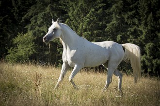 Thoroughbred Arabian grey stallion on the summer pasture