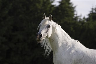 Thoroughbred Arabian grey stallion portrait free