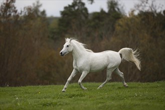 Thoroughbred Arabian grey stallion trotting on the autumn meadow