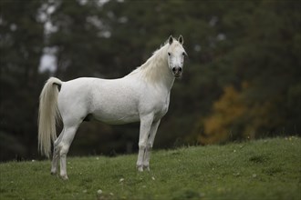 Thoroughbred Arabian grey stallion standing on the autumn meadow