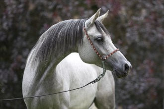 Thoroughbred Arabian grey mare with halter